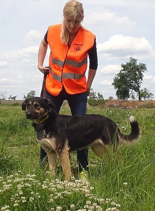 Vega -śliczna delikatna sunia, łódzkie Skierniewi