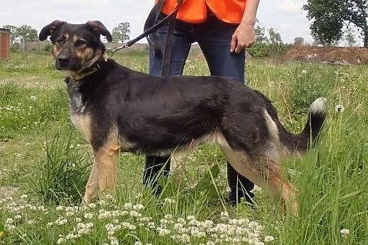 Vega -śliczna delikatna sunia,  łódzkie Skierniewi