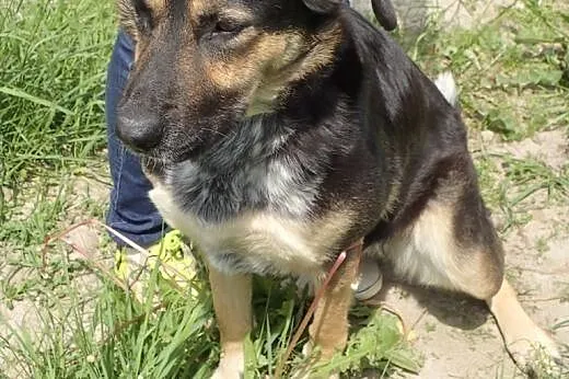 Vega -śliczna delikatna sunia,  łódzkie Skierniewi
