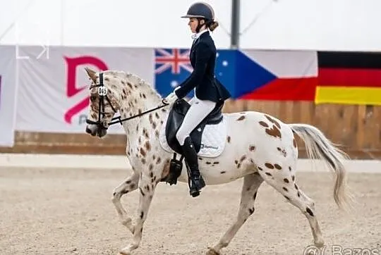 TOP 7 letni wałach do sportu, Mazowieckie, Warszawa
