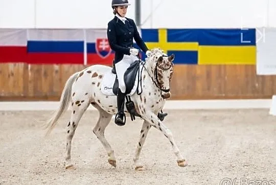 TOP 7 letni wałach do sportu, Mazowieckie, Warszawa