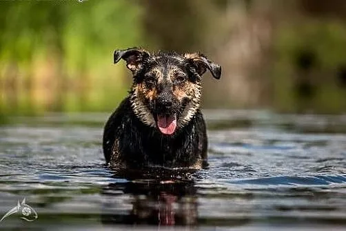 SARA - wodna łobuziara! Adoptuj super inteligentną damę!,  mazowieckie Warszawa