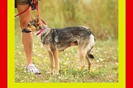 10kg,1.5roczna,średniej wielkości,delikatna,suczka