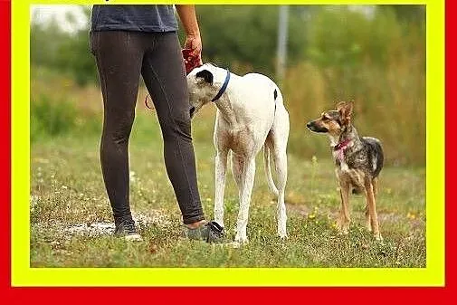 10kg,1.5roczna,średniej wielkości,delikatna,suczka