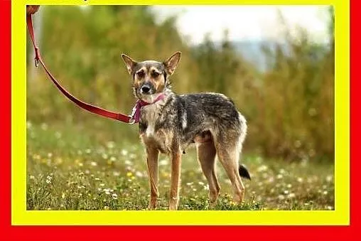 10kg,1.5roczna,średniej wielkości,delikatna,suczka