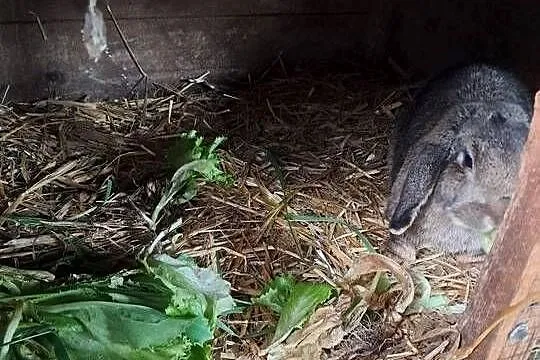 Samica 5 miesięcy branek, Wielkopolskie, Kościan