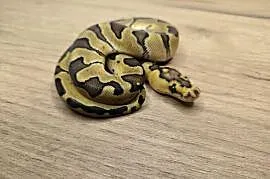 Pyton królewski Enchi Fire poss Blade Clown