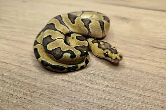 Pyton królewski Enchi Fire poss Blade Clown