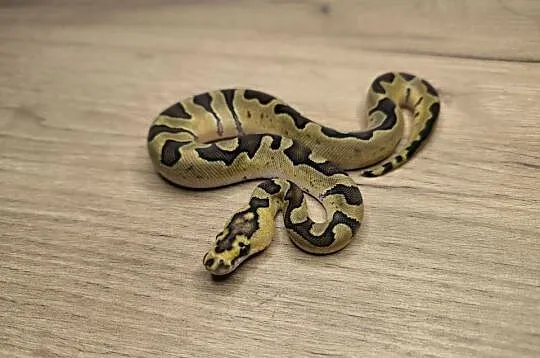 Pyton królewski Enchi Fire poss Blade Clown, Mazowieckie, Makowiec