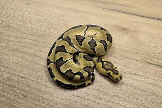 Pyton królewski Enchi Fire poss Blade Clown, Mazowieckie, Makowiec