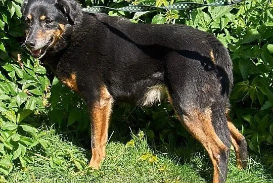 Nikodem-przez 9 lat zapomniany w schronisku!, , Kłomnice