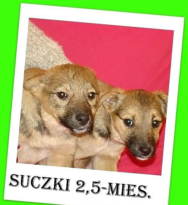 Szczeniaki 2,5-mies,suczki średnie,odrobaczone,ks.