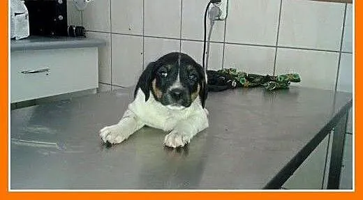 2 miesięczna słodka , czarno-biała, przytulaśna su