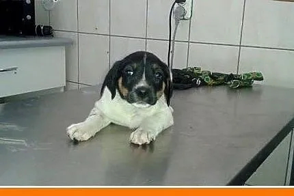 2 miesięczna słodka , czarno-biała, przytulaśna su
