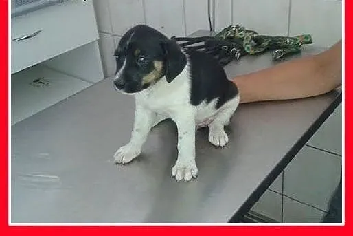 2 miesięczna słodka , czarno-biała, przytulaśna su