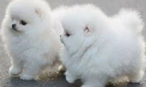 pomeranian szczenieta, Podkarpackie, Rzeszów