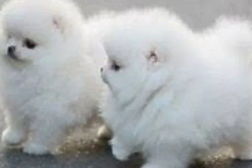 pomeranian szczenieta, Podkarpackie, Rzeszów