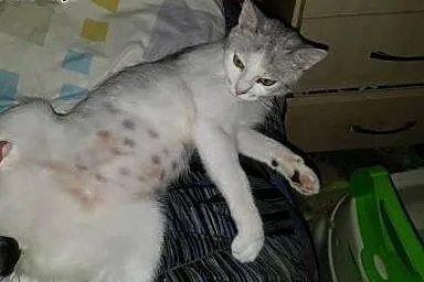 Mizia - MŁODA I PIĘKNA KOTKA DO ADOPCJI!,  mazowie