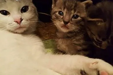 Mizia - MŁODA I PIĘKNA KOTKA DO ADOPCJI!,  mazowie