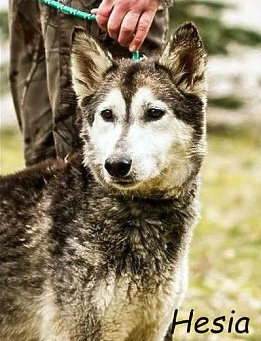 Cudna Hesia w typie husky :), warmińsko-mazurskie