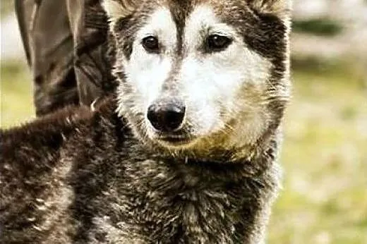 Cudna Hesia w typie husky :),  warmińsko-mazurskie