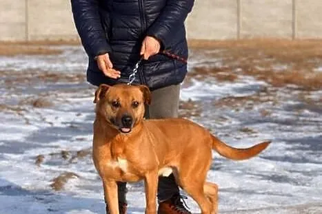Mądry Tytus, posłuszny, grzeczny pies do adopcji