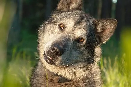 PEDRO - malamut szuka domu, śląskie Sosnowiec