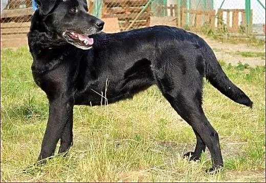 Młoda, wspaniała Lira w typie labradora :), warmi