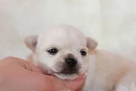 Chihuahua długowłosy chłopiec ZKwP FCI z prawdziwym rodowodem!