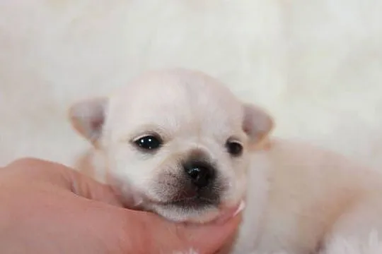 Chihuahua długowłosy chłopiec ZKwP FCI z prawdziwym rodowodem!