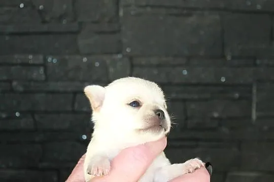 Chihuahua długowłosy chłopiec ZKwP FCI z prawdziwym rodowodem!, Zachodniopomorskie, Świnoujście