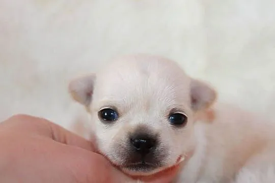 Chihuahua długowłosy chłopiec ZKwP FCI z prawdziwym rodowodem!, Zachodniopomorskie, Świnoujście