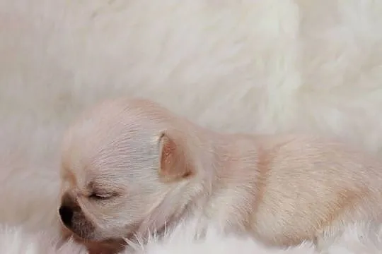 Chihuahua długowłosy chłopiec ZKwP FCI z prawdziwym rodowodem!, Zachodniopomorskie, Świnoujście