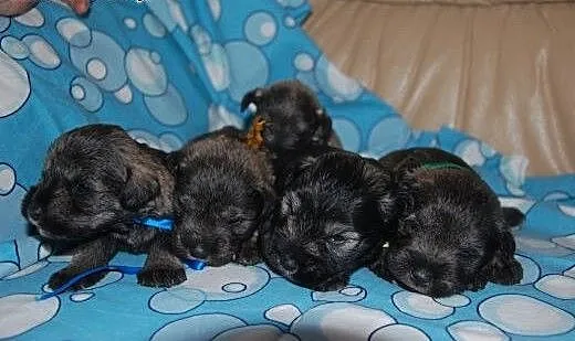 Sznaucer miniaturowy pieprz i sól, małopolskie My
