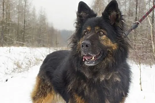 Puchata Klara szuka dom, Śląskie, Bytom