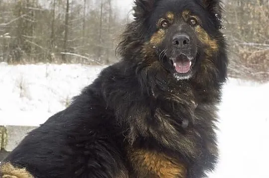 Puchata Klara szuka dom, Śląskie, Bytom