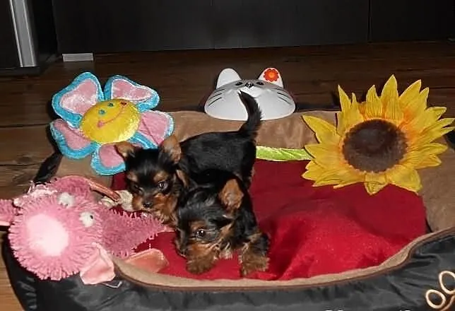 Sprzedam śliczne sunie Yorkshire Terrier