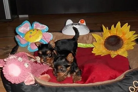 Sprzedam śliczne sunie Yorkshire Terrier