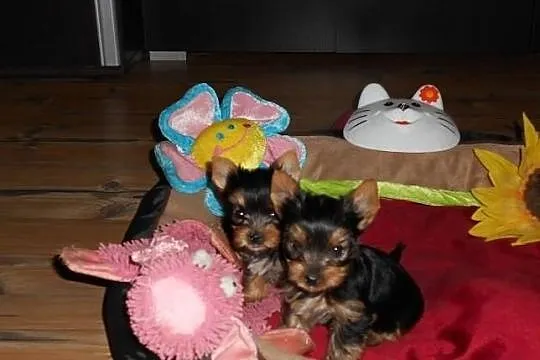 Sprzedam śliczne sunie Yorkshire Terrier