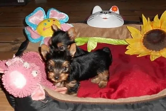 Sprzedam śliczne sunie Yorkshire Terrier