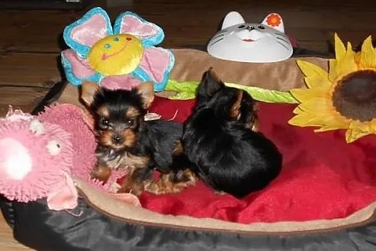 Sprzedam śliczne sunie Yorkshire Terrier