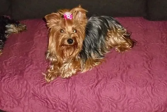 Sprzedam śliczne sunie Yorkshire Terrier