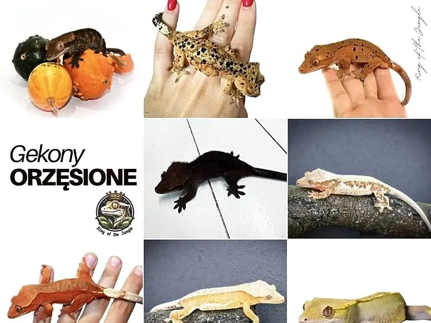 Gekony orzęsione, Śląskie, Gliwice