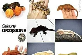 Gekony orzęsione