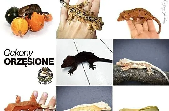 Gekony orzęsione, Śląskie, Gliwice