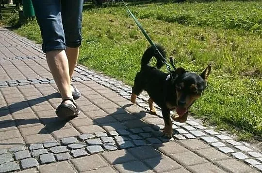 Mini-piesek - roczny, malutki, przyjazny dla wszys