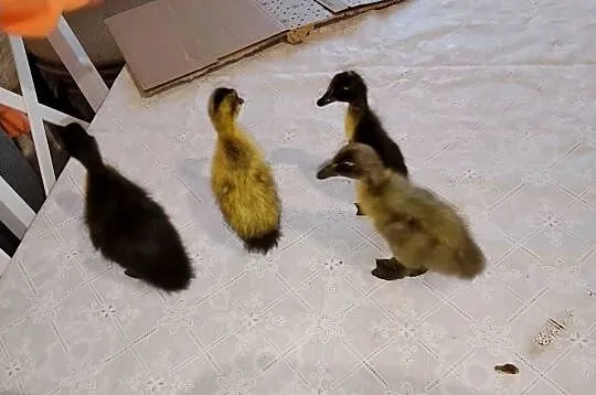 Kaczki Biegusy 4szt, Podkarpackie, Suchorzów