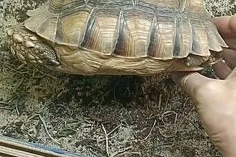 Żółw Pustynny Samica, Śląskie, Wojkowice