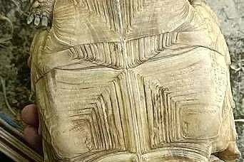 Żółw Pustynny Samica, Śląskie, Wojkowice