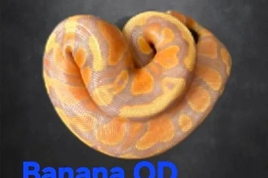 Samiec Banana OD het pied